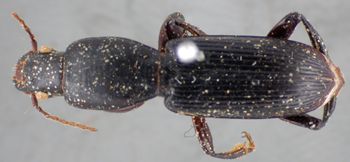 Media type: image;   Entomology 22112 Aspect: habitus dorsal view